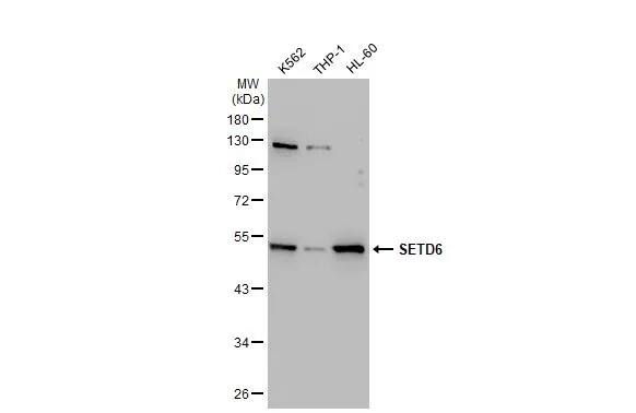 SETD6 Antibody (688)