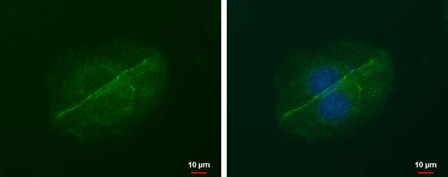 LIN7 Antibody (879) - Azide and BSA Free