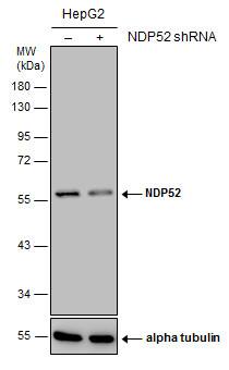 NDP52 Antibody (422) - Azide and BSA Free