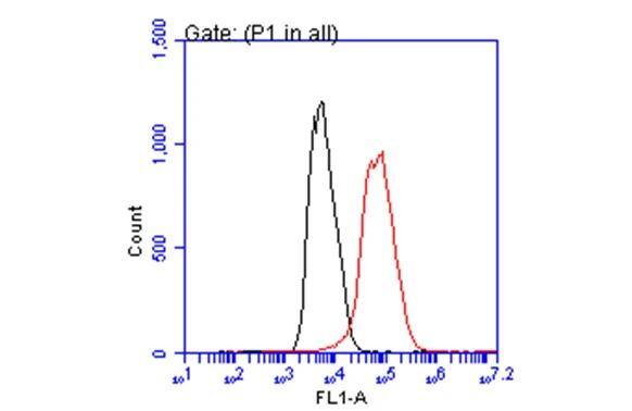 p21/CIP1/CDKN1A Antibody (1032) - Azide and BSA Free