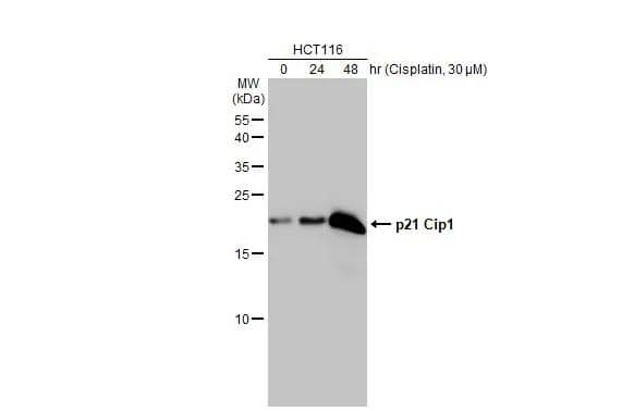 p21/CIP1/CDKN1A Antibody (1032) - Azide and BSA Free