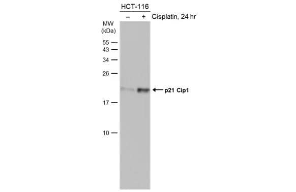p21/CIP1/CDKN1A Antibody (1032) - Azide and BSA Free