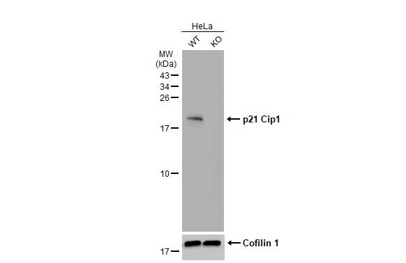 p21/CIP1/CDKN1A Antibody (1032) - Azide and BSA Free