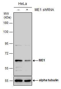 ME1 Antibody (736) - Azide and BSA Free