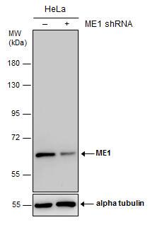 ME1 Antibody (979) - Azide and BSA Free