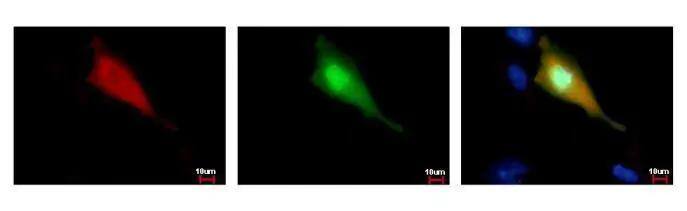 Strep II Tag Antibody (661) - Azide and BSA Free