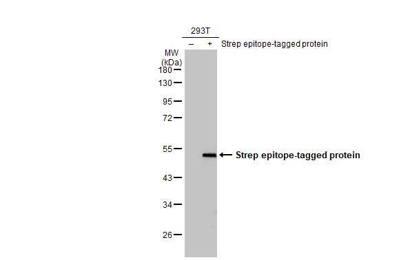 Strep II Tag Antibody (661) - Azide and BSA Free