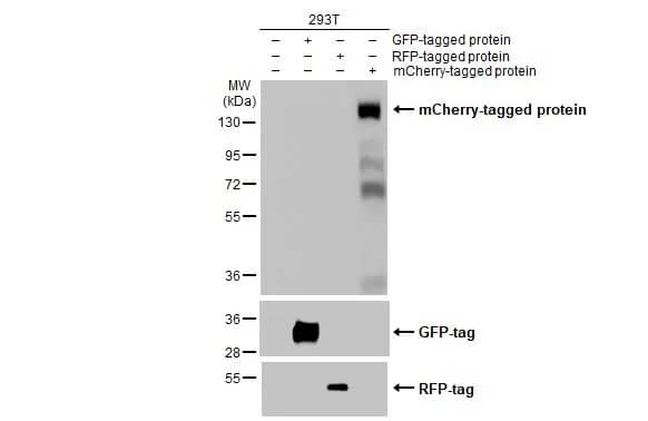 mCherry Antibody