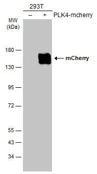 mCherry Antibody