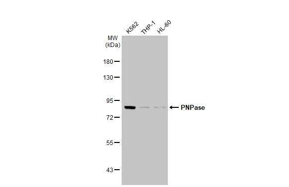 PNPT1 Antibody (4C11) - Azide and BSA Free