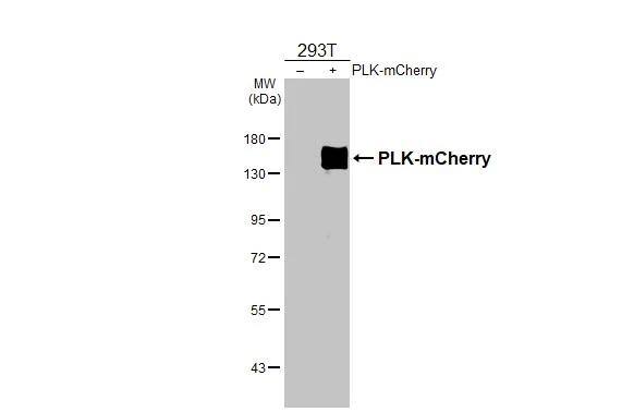 mCherry Antibody - BSA Free
