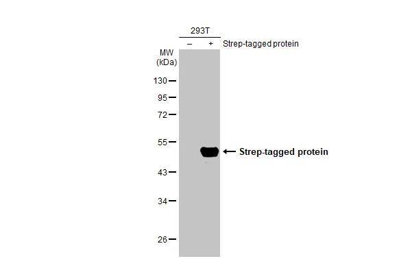 Strep II Tag Antibody (517) - Azide and BSA Free