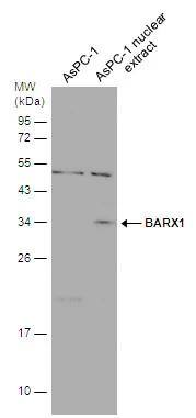 BarX1 Antibody - BSA Free