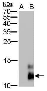 Pancreatic Polypeptide/PP Antibody (6512) - Azide and BSA Free
