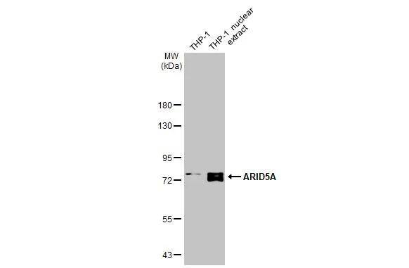 ARID5A Antibody (18112) - Azide and BSA Free