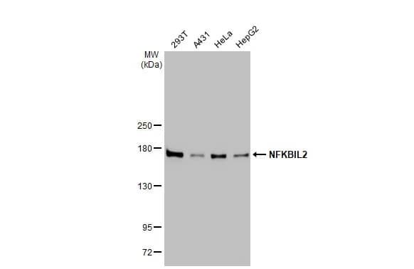 NFKBIL2 Antibody (648)