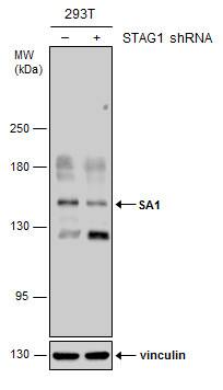 SA1 Antibody (1515) - Azide and BSA Free