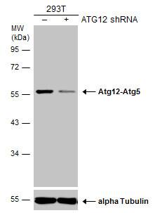 ATG12 Antibody (948) - Azide and BSA Free