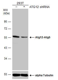 ATG12 Antibody (9411) - Azide and BSA Free