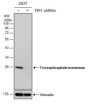 Triosephosphate isomerase Antibody (181) - Azide and BSA Free