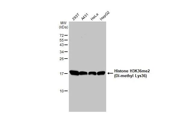 HIST1H3A [Dimethyl Lys36] Antibody (1488)