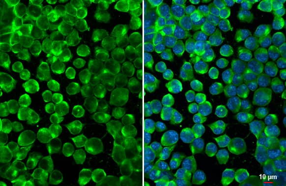 Calnexin Antibody (1563)
