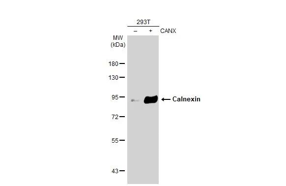 Calnexin Antibody (1563)
