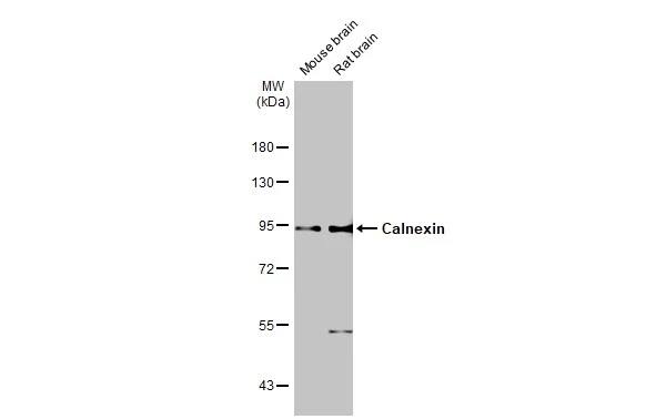 Calnexin Antibody (1563)