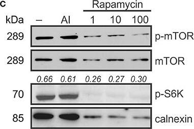 Calnexin Antibody (1563) - Azide and BSA Free