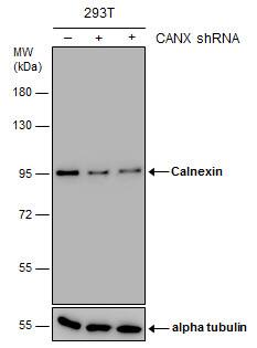 Calnexin Antibody (1563) - Azide and BSA Free