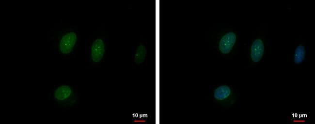 TFEC Antibody - BSA Free