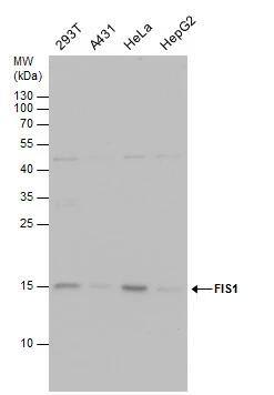 TTC11 Antibody (4211) - Azide and BSA Free