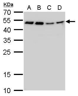 Craniofacial Development Protein 1 Antibody (11811) - Azide and BSA Free