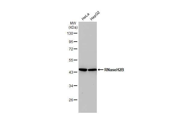 RNASEH2B Antibody (479) - Azide and BSA Free