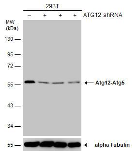 ATG12 Antibody (166) - Azide and BSA Free