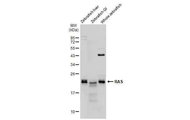 Ras Antibody