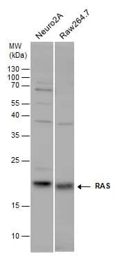 Ras Antibody