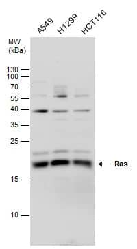Ras Antibody