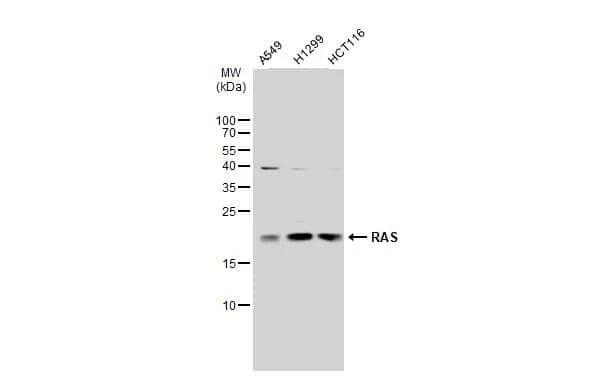 Ras Antibody