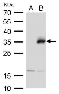 Neurogenin-1 Antibody