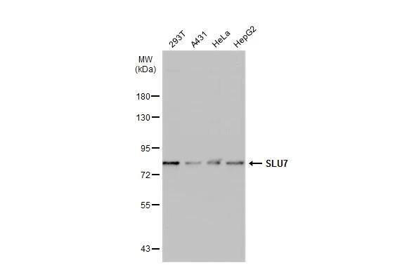 SLU7 Antibody (759) - Azide and BSA Free
