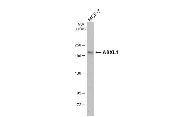 ASXL1 Antibody - BSA Free