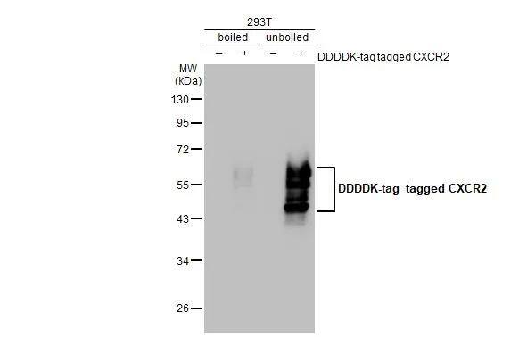 CXCR2/IL-8RB Antibody (547) - Azide and BSA Free