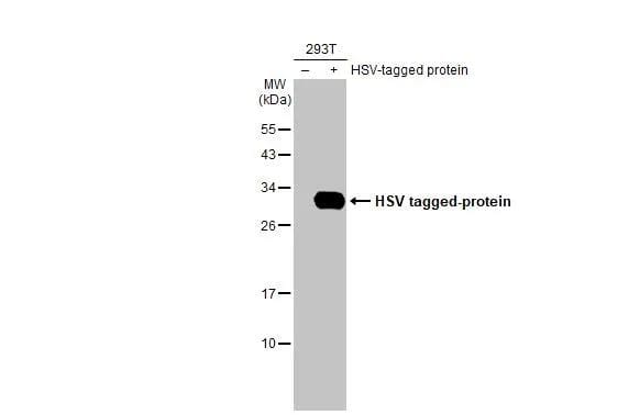 HSV Tag Antibody (223) - Azide and BSA Free