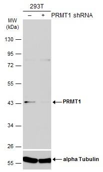 PRMT1 Antibody (10111) - Azide and BSA Free