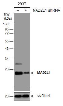 MAD2L1 Antibody (1761) - Azide and BSA Free