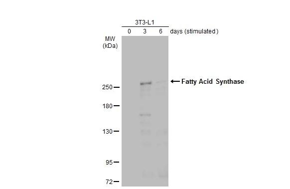 Fatty Acid Synthase/FASN Antibody (325)