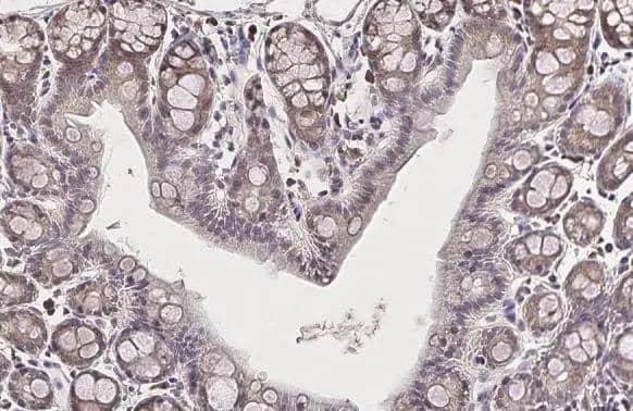 Glutamine Synthetase Antibody (7711) - Azide and BSA Free