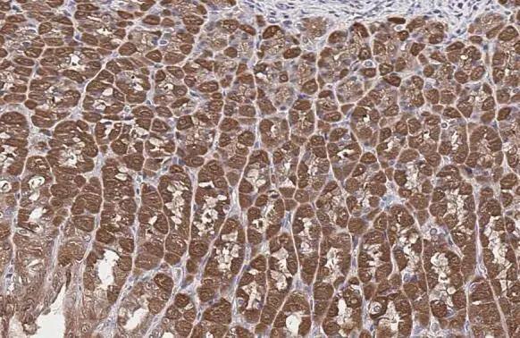 Glutamine Synthetase Antibody (7711) - Azide and BSA Free