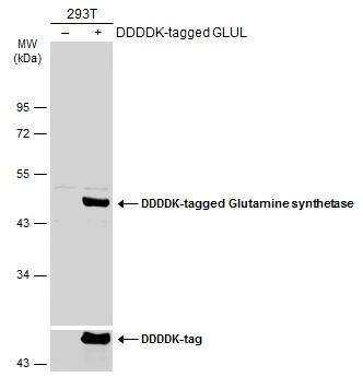 Glutamine Synthetase Antibody (7711) - Azide and BSA Free